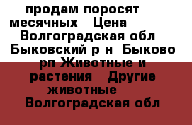 продам поросят 1.5 месячных › Цена ­ 2 000 - Волгоградская обл., Быковский р-н, Быково рп Животные и растения » Другие животные   . Волгоградская обл.